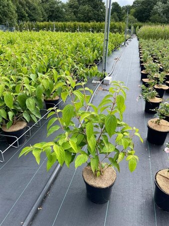 Viburnum plic. 'Mariesii' 40-50 cm cont. 3,0L - afbeelding 7