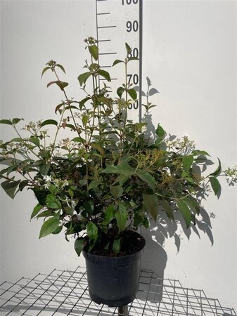 Viburnum plic. 'Mariesii' 60-80 cm cont. 7,5L - afbeelding 5