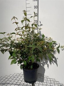 Viburnum plic. 'Mariesii' 60-80 cm cont. 7,5L - afbeelding 5