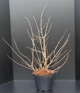 Viburnum plic. 'Mariesii' 80-100 cm met kluit - afbeelding 5