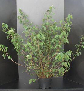 Viburnum plic. 'Mariesii' 80-100 cm met kluit - afbeelding 6