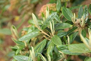 Viburnum 'Pragense' 40-60 cm container - afbeelding 3