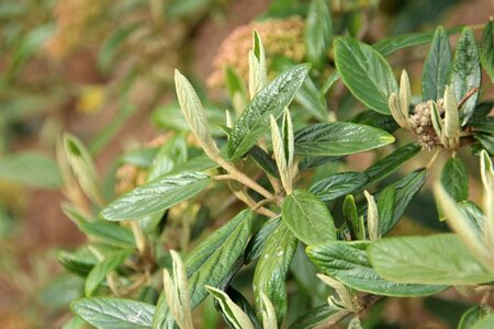 Viburnum 'Pragense' 60-80 cm container - afbeelding 3