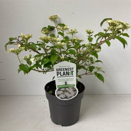 Viburnum plic. 'Watanabe' 25-30 cm cont. 2,0L