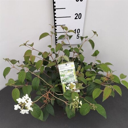 Viburnum plic. 'Watanabe' 25-30 cm cont. 3,0L - afbeelding 2