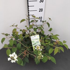 Viburnum plic. 'Watanabe' 25-30 cm cont. 3,0L - afbeelding 3