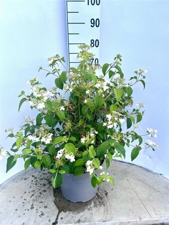 Viburnum plic. 'Watanabe' 30-40 cm cont. 10L - afbeelding 2
