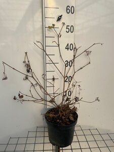 Viburnum plic. 'Watanabe' 40-50 cm cont. 3,0L - afbeelding 2