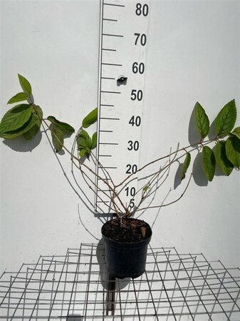 Viburnum plic. 'Watanabe' 40-50 cm cont. 3,0L - afbeelding 2