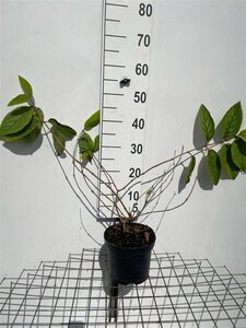 Viburnum plic. 'Watanabe' 40-50 cm cont. 3,0L - afbeelding 2