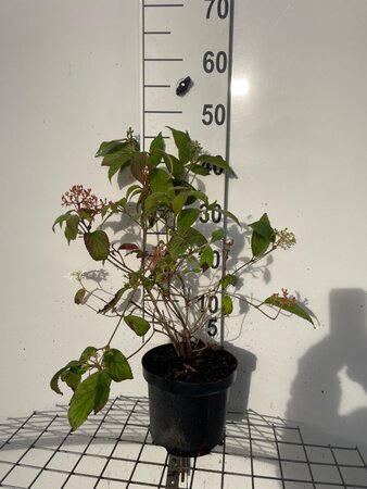 Viburnum plic. 'Watanabe' 40-50 cm cont. 3,0L - afbeelding 4