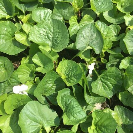 Viola sororia 'Albiflora' geen maat specificatie 0,55L/P9cm - afbeelding 4