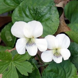 Viola sororia 'Albiflora' geen maat specificatie 0,55L/P9cm - afbeelding 5