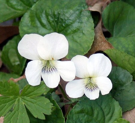 Viola sororia 'Albiflora' geen maat specificatie 0,55L/P9cm - afbeelding 2