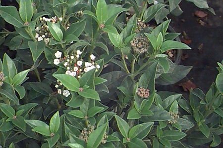 Viburnum tin. 'Eve Price' 20-25 cm cont. 2,0L