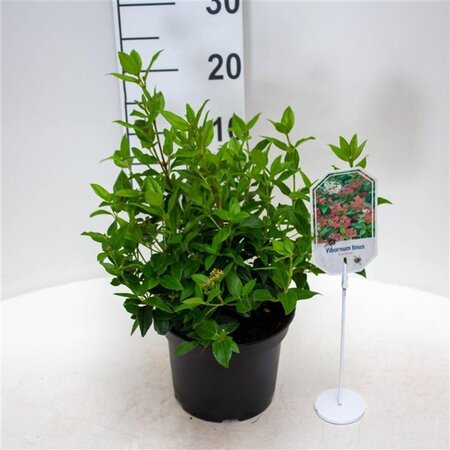 Viburnum tin. 'Eve Price' 25-30 cm cont. 3,0L - afbeelding 1