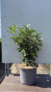 Viburnum tin. 'Eve Price' 25-30 cm cont. 3,0L