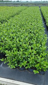 Viburnum tin. 'Eve Price' 25-30 cm cont. 3,0L - afbeelding 2