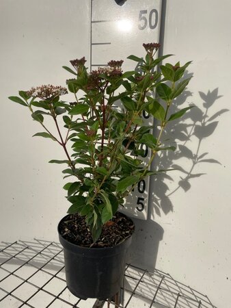 Viburnum tin. 'Eve Price' 40-50 cm cont. 3,0L - afbeelding 2