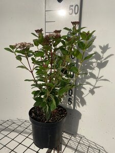 Viburnum tin. 'Eve Price' 40-50 cm cont. 3,0L - afbeelding 2