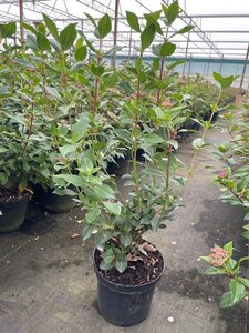 Viburnum tin. 'Eve Price' 40-50 cm cont. 3,0L - afbeelding 2