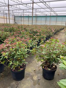 Viburnum tin. 'Eve Price' 40-50 cm cont. 3,0L - afbeelding 3