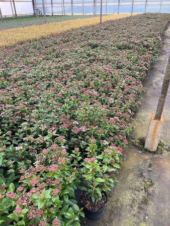 Viburnum tin. 'Eve Price' 40-50 cm cont. 3,0L - afbeelding 4