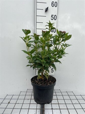 Viburnum tin. 'Eve Price' 40-50 cm cont. 3,0L - afbeelding 1