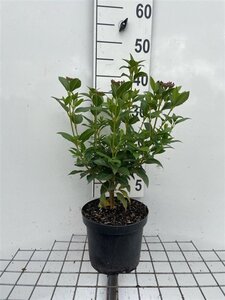 Viburnum tin. 'Eve Price' 40-50 cm cont. 3,0L