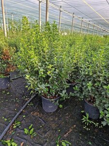 Viburnum tin. 'Eve Price' 80-100 cm cont. 18L