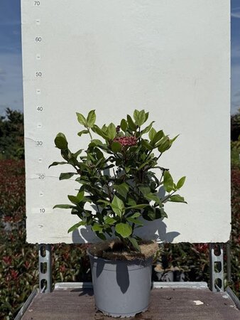 Viburnum tin. 'Gwenllian' 25-30 cm cont. 3,0L