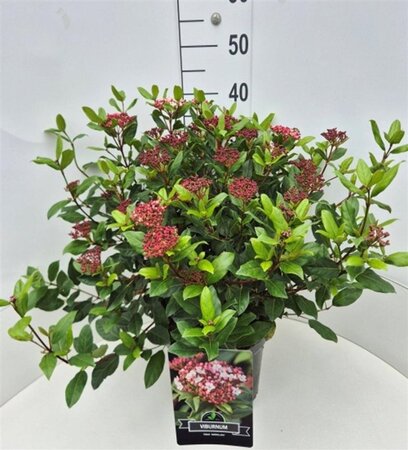 Viburnum tin. 'Gwenllian' 40-50 cm cont. 10L
