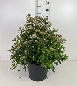 Viburnum tinus 40-50 cm cont. 10L - afbeelding 5