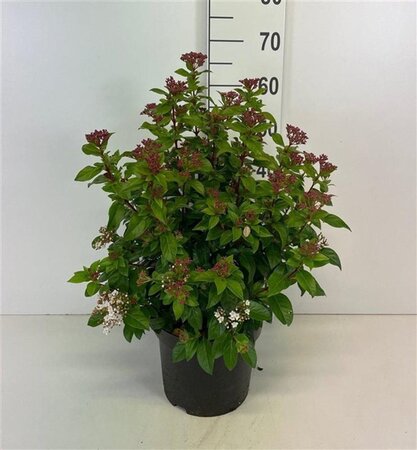 Viburnum tinus 40-50 cm cont. 10L - afbeelding 6