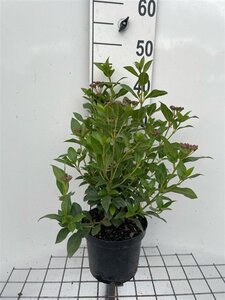 Viburnum tinus 40-50 cm cont. 3,0L - afbeelding 5