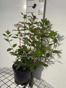 Viburnum tinus 40-50 cm cont. 3,0L - afbeelding 6