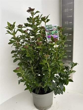 Viburnum tinus 40-50 cm cont. 5,0L - afbeelding 2