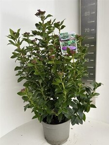Viburnum tinus 40-50 cm cont. 5,0L - afbeelding 2