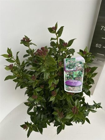 Viburnum tinus 40-50 cm cont. 5,0L - afbeelding 3