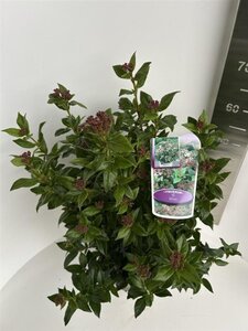 Viburnum tinus 40-50 cm cont. 5,0L - afbeelding 3
