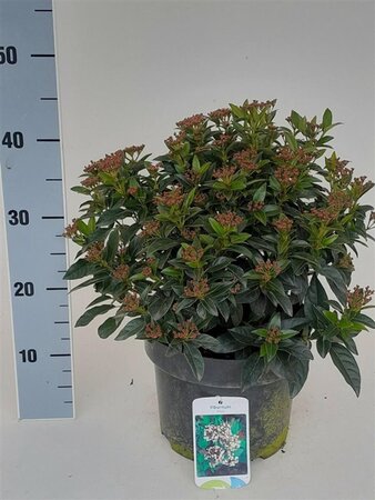 Viburnum tinus 40-50 cm cont. 5,0L - afbeelding 1