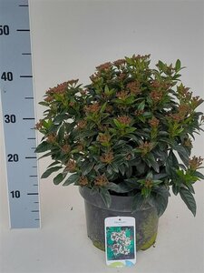 Viburnum tinus 40-50 cm cont. 5,0L