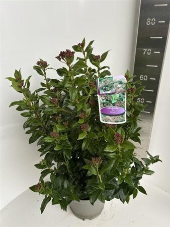 Viburnum tinus 40-50 cm cont. 5,0L - afbeelding 4