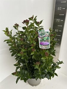 Viburnum tinus 40-50 cm cont. 5,0L - afbeelding 4