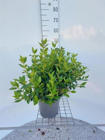 Viburnum tinus 40-60 cm cont. 5,0L - afbeelding 5