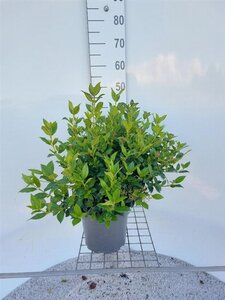 Viburnum tinus 40-60 cm cont. 5,0L - afbeelding 5