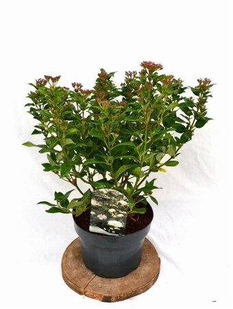 Viburnum tinus 40-60 cm cont. 5,0L - afbeelding 1