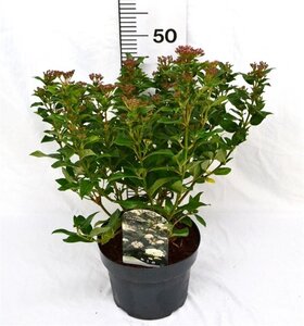Viburnum tinus 40-60 cm cont. 5,0L - afbeelding 2