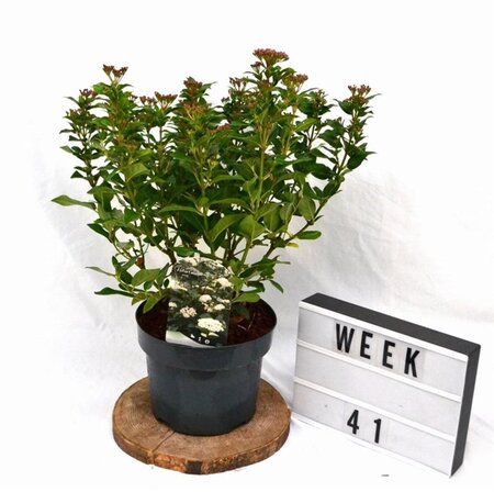 Viburnum tinus 40-60 cm cont. 5,0L - afbeelding 4