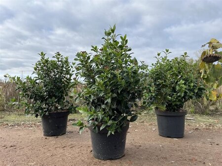 Viburnum tinus 50-60 cm cont. 10L